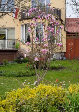 Bahçedeki muhteşem pembe manolya.