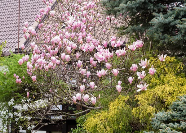 Gorgeous pink magnolia in the yard. Beautiful landscape design with magnolia and spruce trees