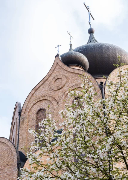 Blick Auf Die Kirche Durch Die Blüte Der Weißen Mugnolie — Stockfoto