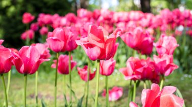 Pembe laleler, lalelerle çiçeklenmiş. Yakın plan. Uzun pankart biçimi