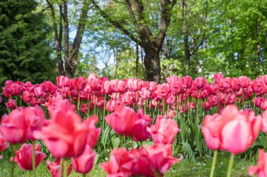 Pembe laleler, lalelerle çiçeklenmiş. Yakın plan..