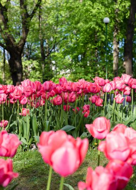 Pembe laleler, lalelerle çiçeklenmiş. Yakın plan..