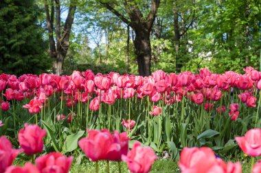 Pembe laleler, lalelerle çiçeklenmiş. Yakın plan..
