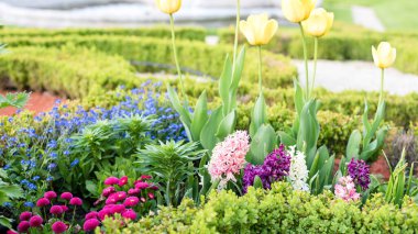 Güzel manzara tasarımı. Çiçekli sümbüller, nergisler, papatyalar, laleler ve labirentler.