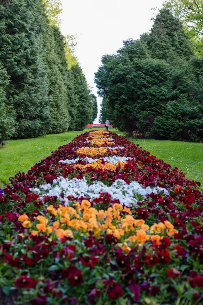 Burgunder Und Weiße Veilchen Landschaftsbau Schön Dekoriertes Blumenbeet Stadtpark Die — Stockfoto