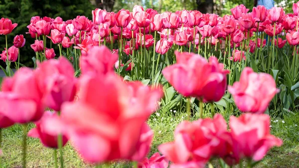 Pembe laleler, lalelerle çiçeklenmiş. Yakın plan. Uzun pankart biçimi
