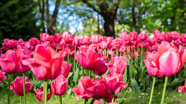 Pembe laleler, lalelerle çiçeklenmiş. Yakın plan. Uzun pankart biçimi