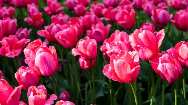 Pembe laleler, lalelerle çiçeklenmiş. Yakın plan. Uzun pankart biçimi