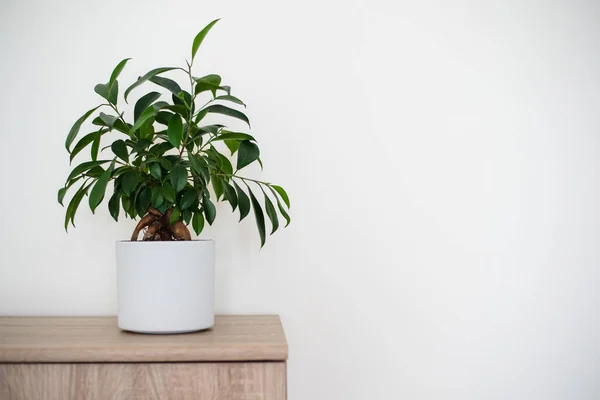 Small Bonsai Ficus Tree Ficus Ginseng Planted White Pot Copyspace — Stock Photo, Image