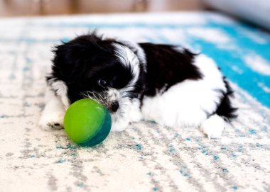 Shih Tzu puppy is playing with a ball. Close-up. Small 1.3 months tricolor shih tzu.