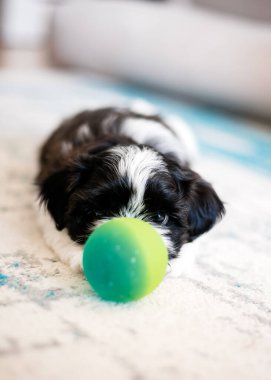 Shih Tzu puppy is playing with a ball. Close-up. Small 1.3 months tricolor shih tzu.