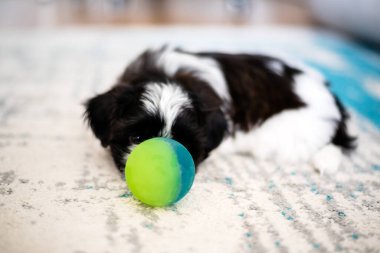 Shih Tzu puppy is playing with a ball. Close-up. Small 1.3 months tricolor shih tzu.