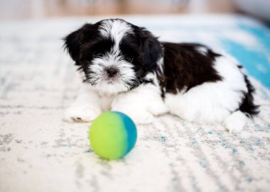 Shih Tzu puppy is playing with a ball. Close-up. Small 1.3 months tricolor shih tzu.