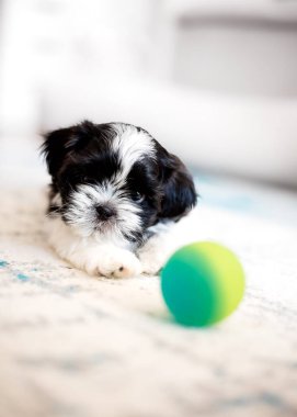Shih Tzu puppy is playing with a ball. Close-up. Small 1.3 months tricolor shih tzu.