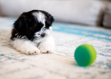 Shih Tzu puppy is playing with a ball. Close-up. Small 1.3 months tricolor shih tzu.