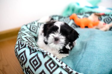 Yavru köpek 1.3 aylık üç renkli shih tzu odada. Yakın plan..