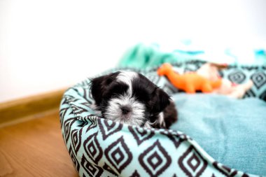 Puppy 1.3 months tricolor shih tzu in the room. Close-up.
