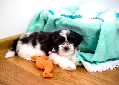 Puppy 1.3 months tricolor shih tzu in the room. Close-up.