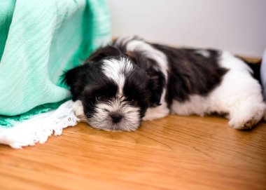 Yavru köpek 1.3 aylık üç renkli shih tzu odada. Yakın plan..