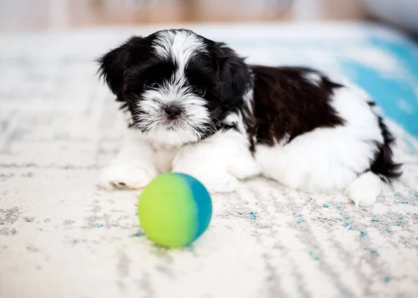 Shih Tzu Puppy Playing Ball Close Small Months Tricolor Shih — Zdjęcie stockowe