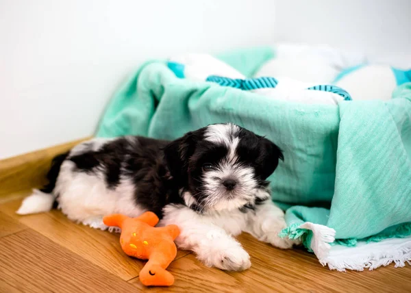 Puppy Months Tricolor Shih Tzu Room Close — Zdjęcie stockowe