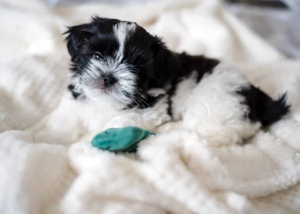 Shih Tzu Puppy Plays Bed Dinosaur Toy Close — Zdjęcie stockowe