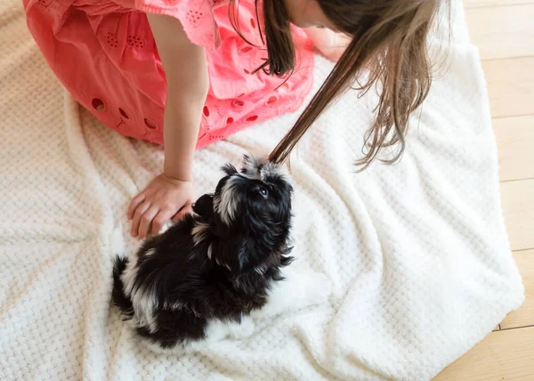 Year Old Girl Plays Shih Tzu Puppy — Stock Photo, Image