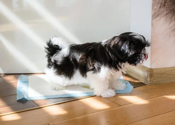 Puppy peeing on a diaper. Toilet training a puppy. Shih Tzu puppy