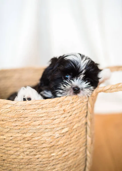 Shih Tzu Puppy Basket Close — Zdjęcie stockowe