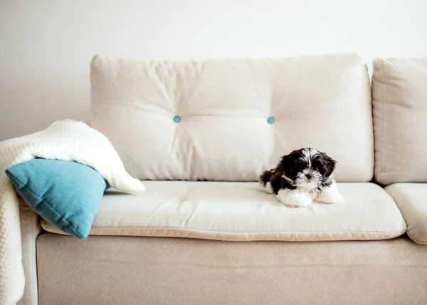 Ein Kleiner Shih Tzu Welpe Sitzt Allein Auf Der Couch — Stockfoto