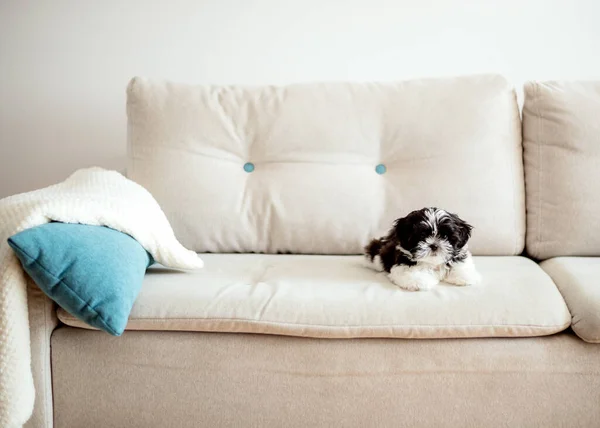 Small Shih Tzu Puppy Sits Himself Couch Room Animals Pets Stock Kép