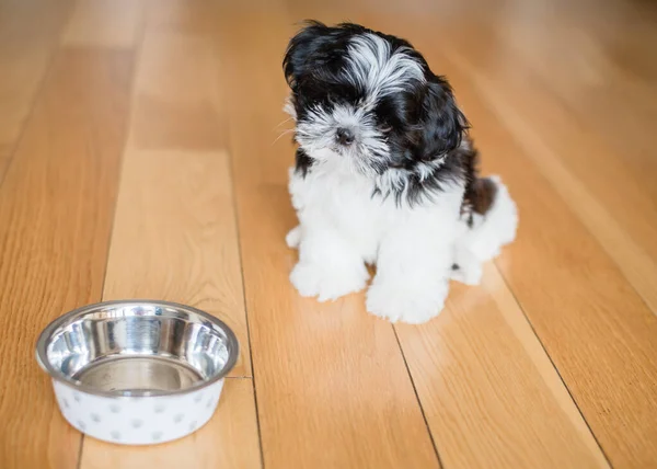 Hungry Puppy Waiting Food Bowl Shih Tzu Puppy His Bowl Jogdíjmentes Stock Képek