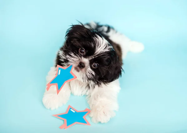 Puppy with torn paper star glasses in his teeth on an isolated blue background. Shih Tzu puppy. Close-up
