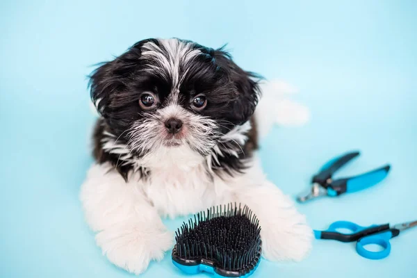 Shih Tzu Dog Gets Haircut Pet Grooming Salon Close Dog Stock Kép