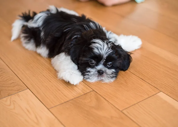 Sad shihtzu puppy lies on the floor