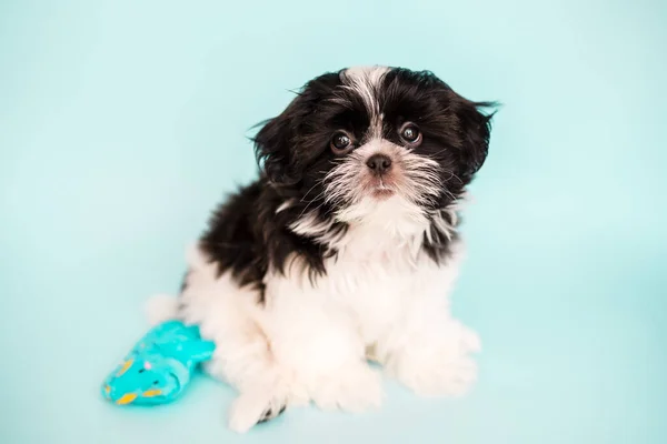 Puppy Blue Background Toy Dinosaur Upset Puppy Close Dog Pet — Zdjęcie stockowe