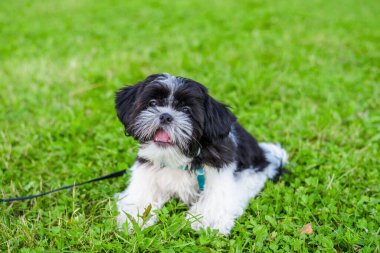 Shih tzu köpek yavrusu çimlerin üzerinde, yakın plan.