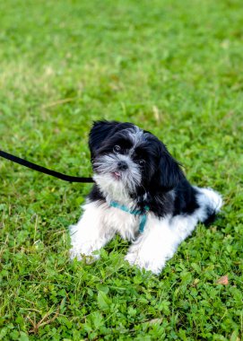 Shih tzu köpek yavrusu çimlerin üzerinde, yakın plan.