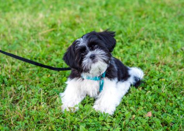 Shih tzu köpek yavrusu çimlerin üzerinde, yakın plan.