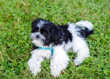 Shih tzu köpek yavrusu çimlerin üzerinde, yakın plan.