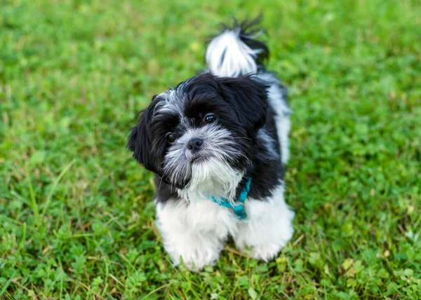Shih tzu köpek yavrusu çimlerin üzerinde, yakın plan.