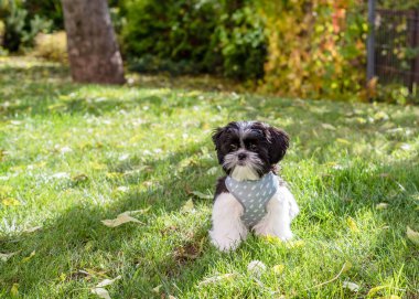 Şirin bir Shih Tzu yavrusu sonbahar parkında oturuyor. Yakın plan.