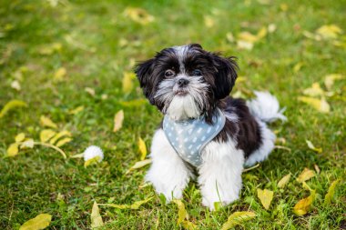 Şirin bir Shih Tzu yavrusu sonbahar parkında oturuyor. Yakın plan.