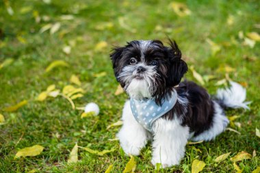 Şirin bir Shih Tzu yavrusu sonbahar parkında oturuyor. Yakın plan.