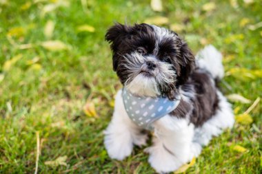 Şirin bir Shih Tzu yavrusu sonbahar parkında oturuyor. Yakın plan.