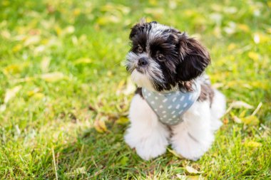 Şirin bir Shih Tzu yavrusu sonbahar parkında oturuyor. Yakın plan.