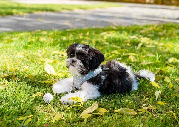 Śliczny Shih Tzu Szczeniak Leży Piłką Jesiennym Parku Zbliżenie — Zdjęcie stockowe