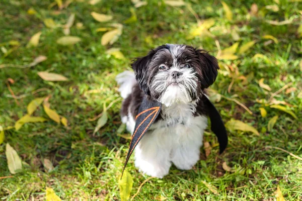 Pies Przebrany Nietoperza Szczeniak Shih Tzu Siedzi Jesiennym Parku Kostiumie — Zdjęcie stockowe