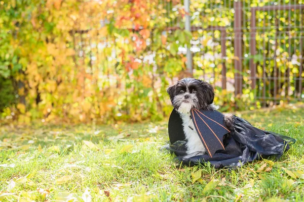 Pes Oblečený Jako Netopýr Nebo Hrabě Drákula Štěně Shih Tzu — Stock fotografie