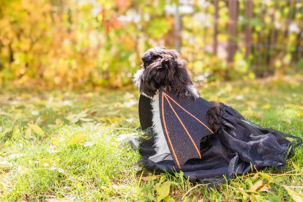 Σκύλος Είναι Ντυμένος Νυχτερίδα Κόμης Δράκουλας Ένα Κουτάβι Shih Tzu — Φωτογραφία Αρχείου